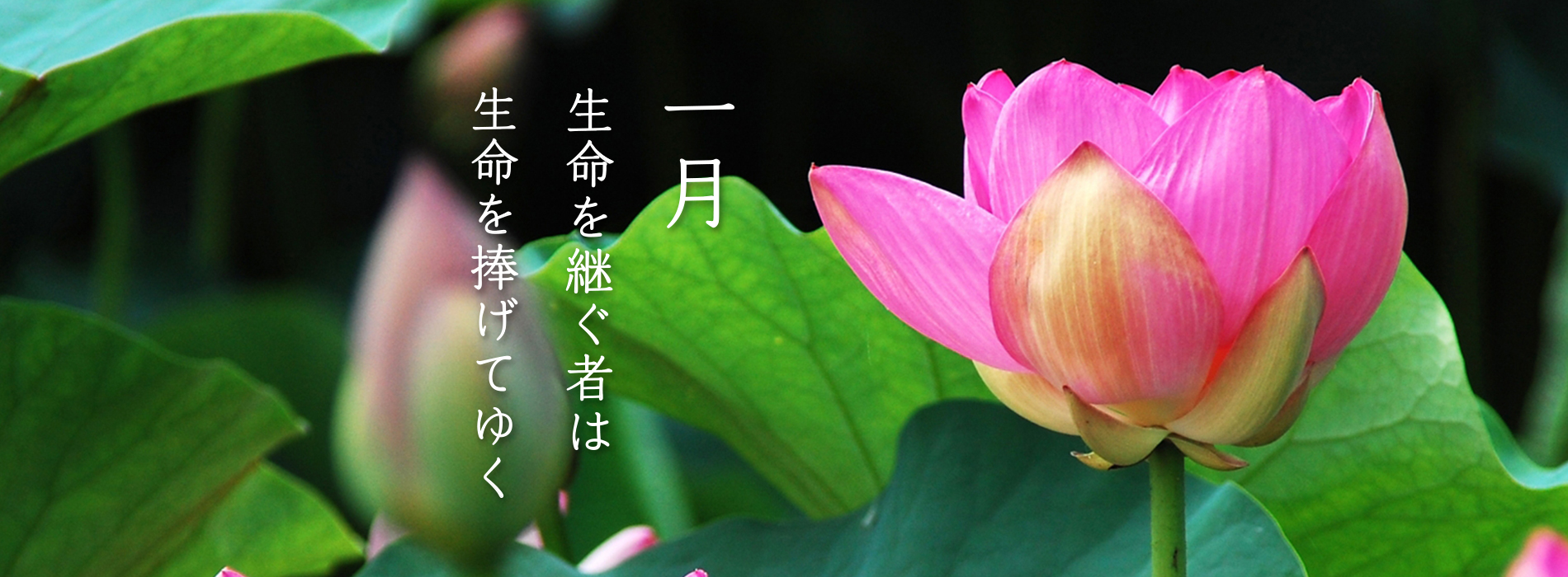 tp_m_pc01