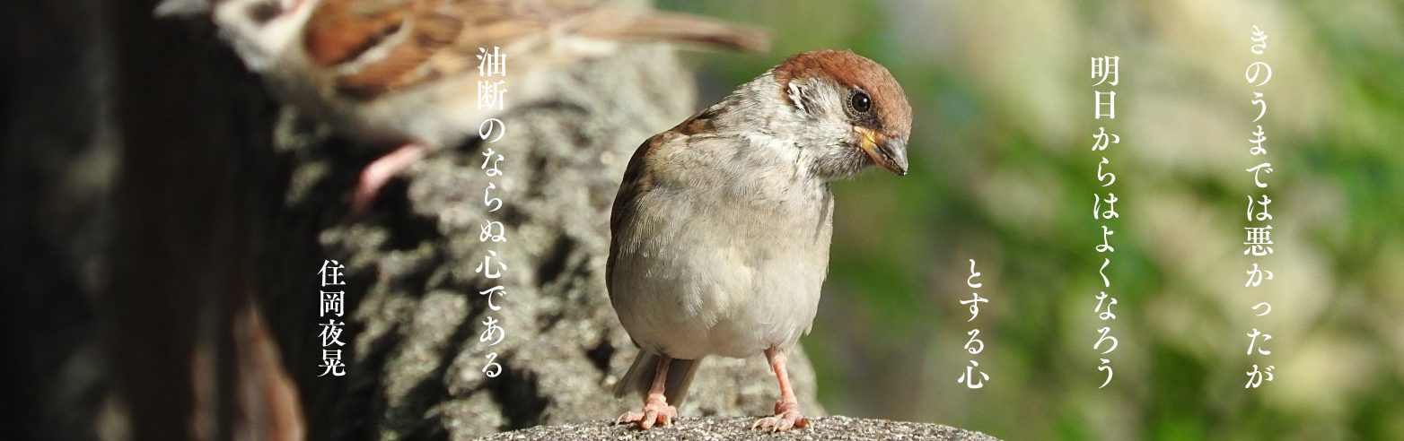 昨日までは　スズメのコピー
