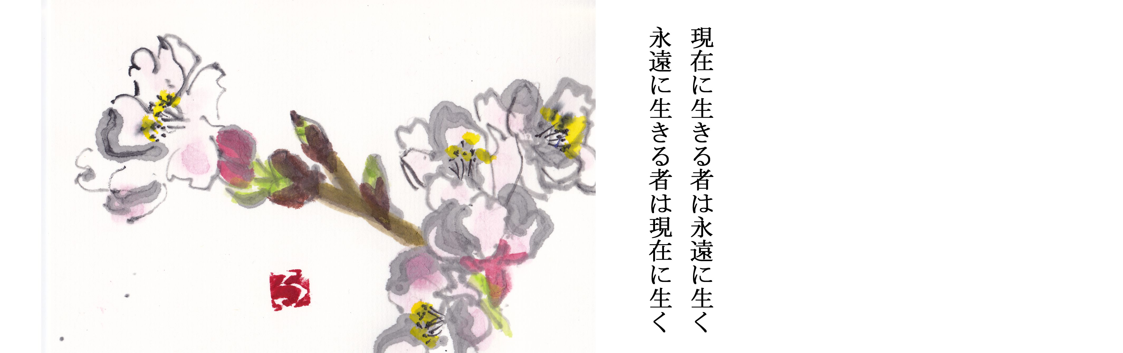サクラ1