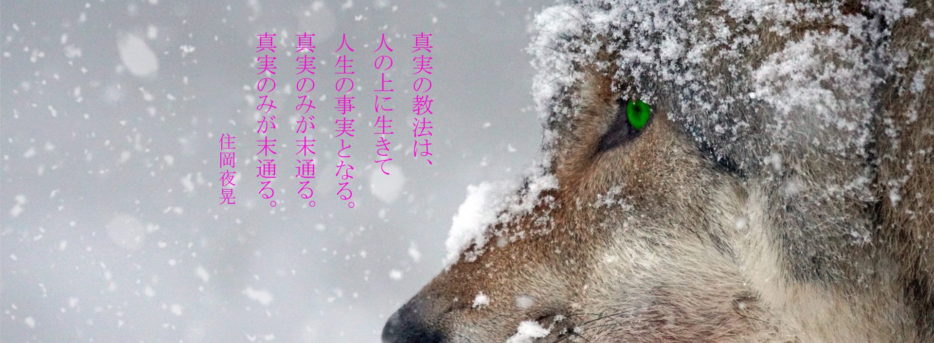 wolf-2043464のコピー