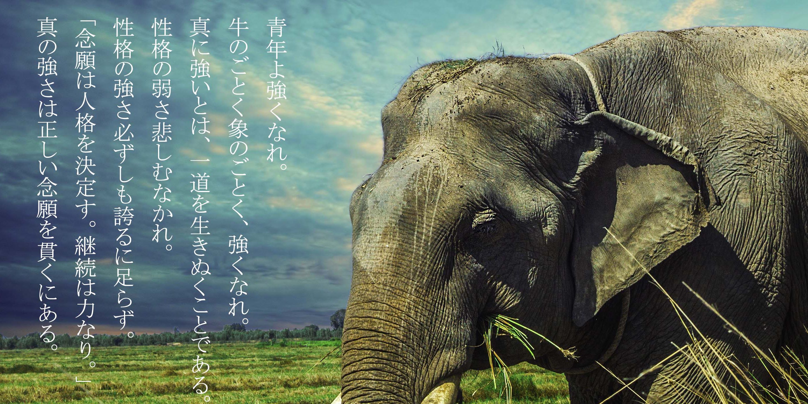 elephant-2729415のコピー