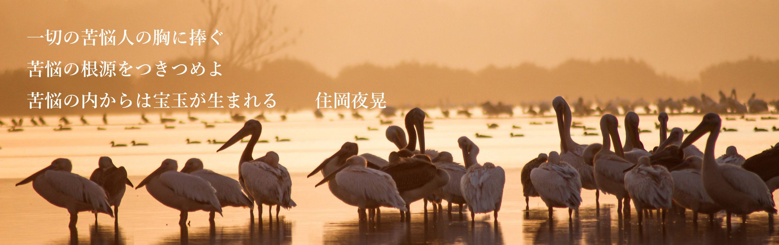 great-white-pelicans-5791392のコピー