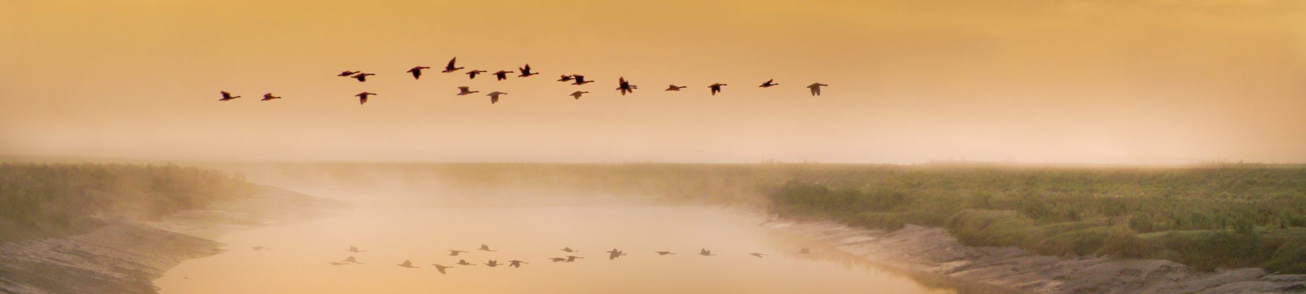 birds-in-flight-5366034