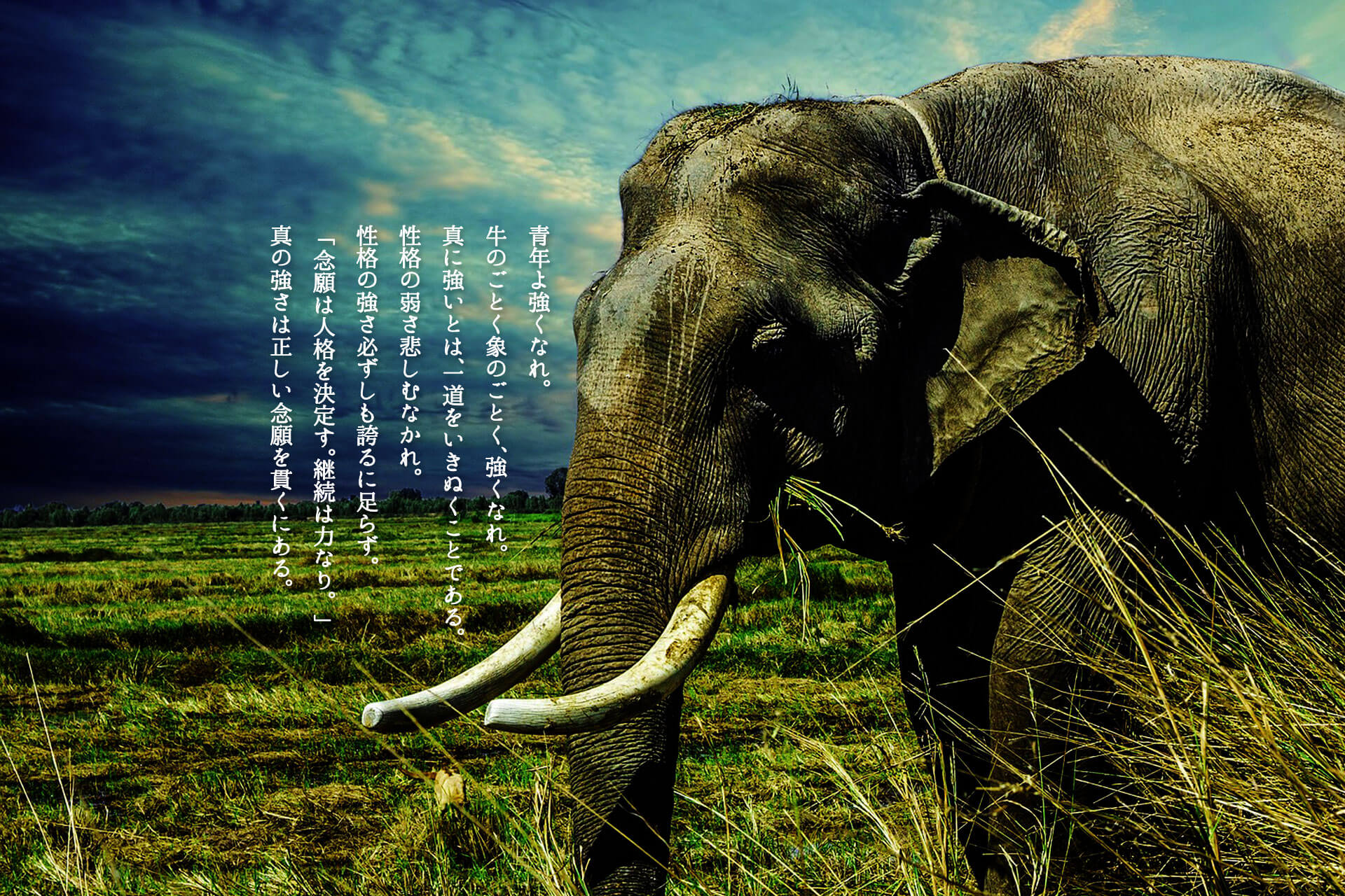 elephant-2729415_1920