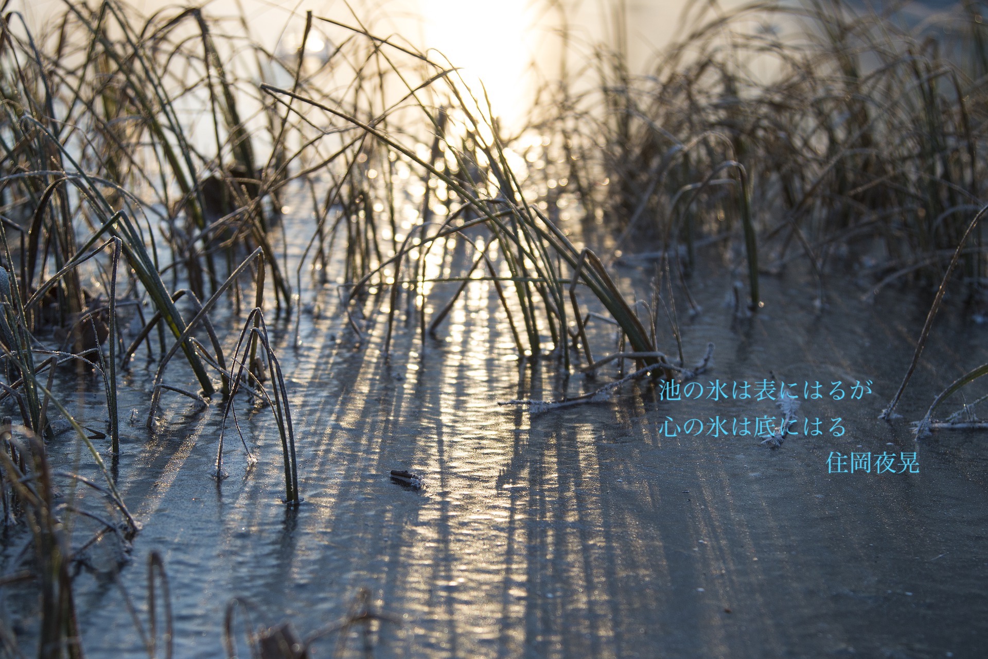 pond-5226264_1920