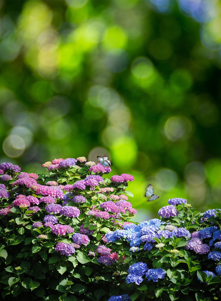 flowers-7131335_1280