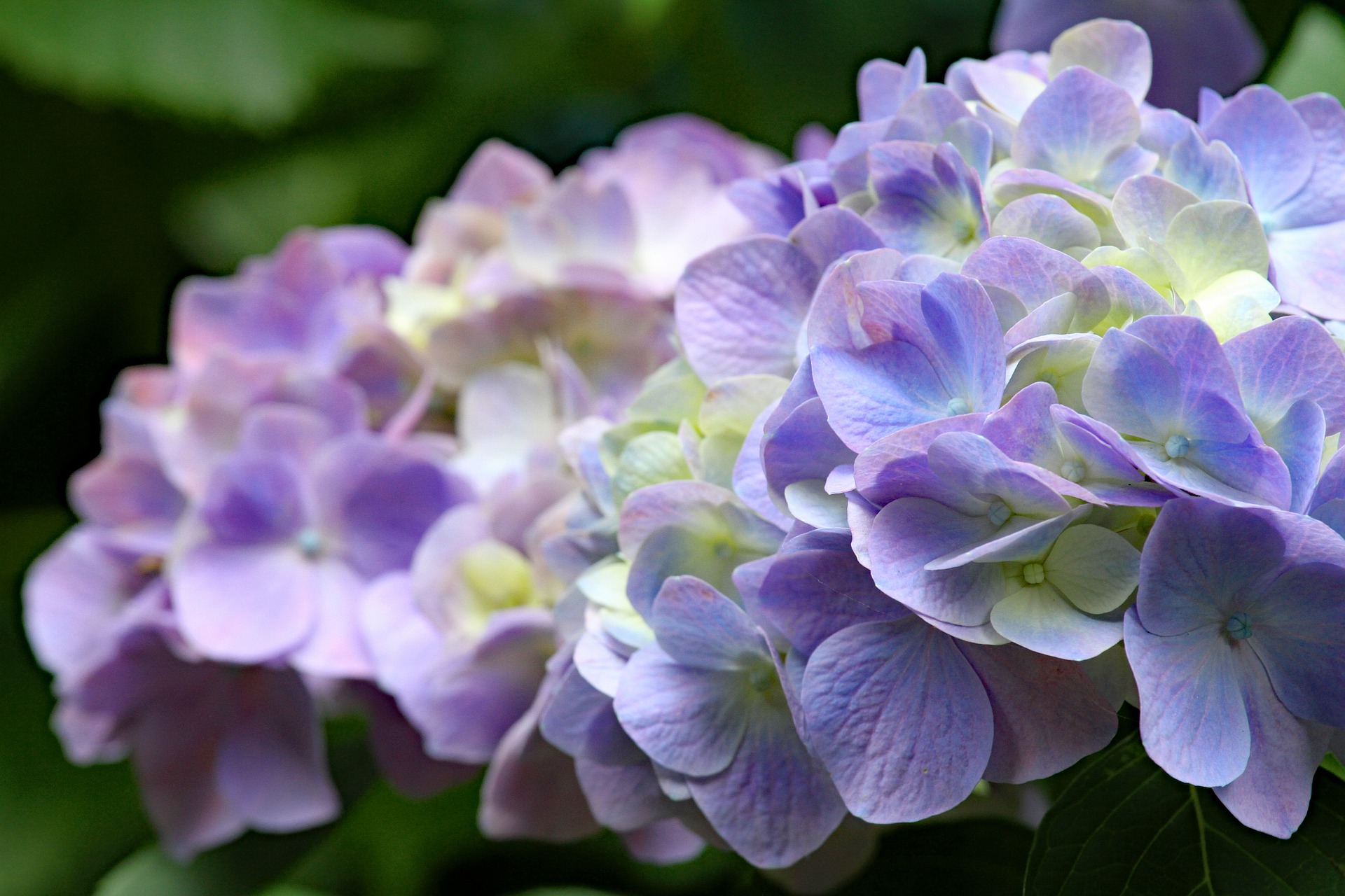 hydrangea-5323531_1920