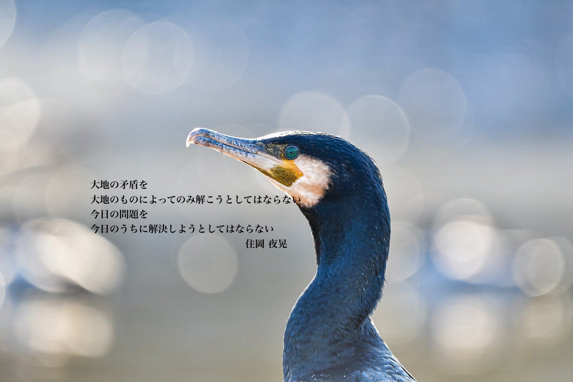 cormorant_1920