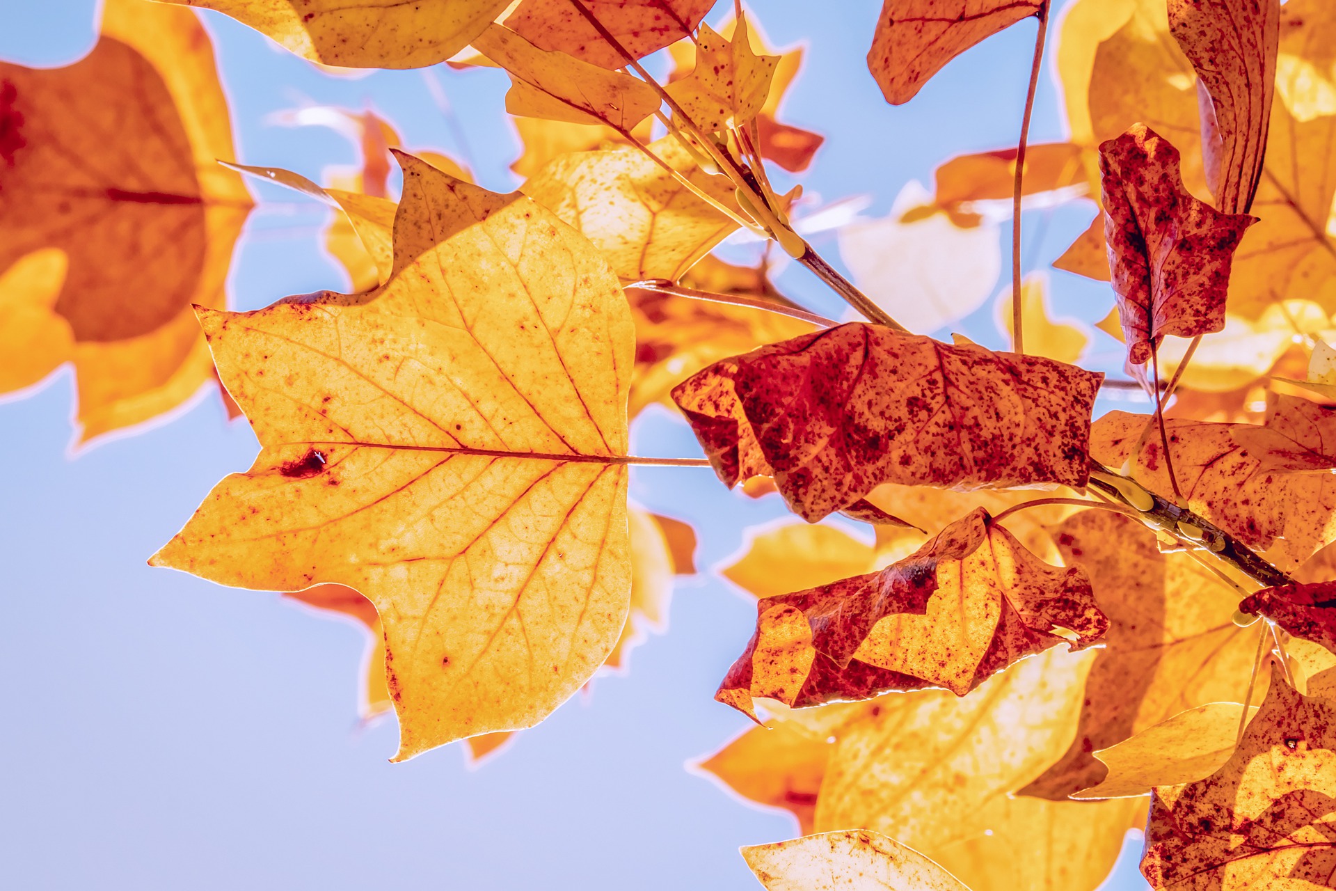 autumn-gce07c63e4_1920